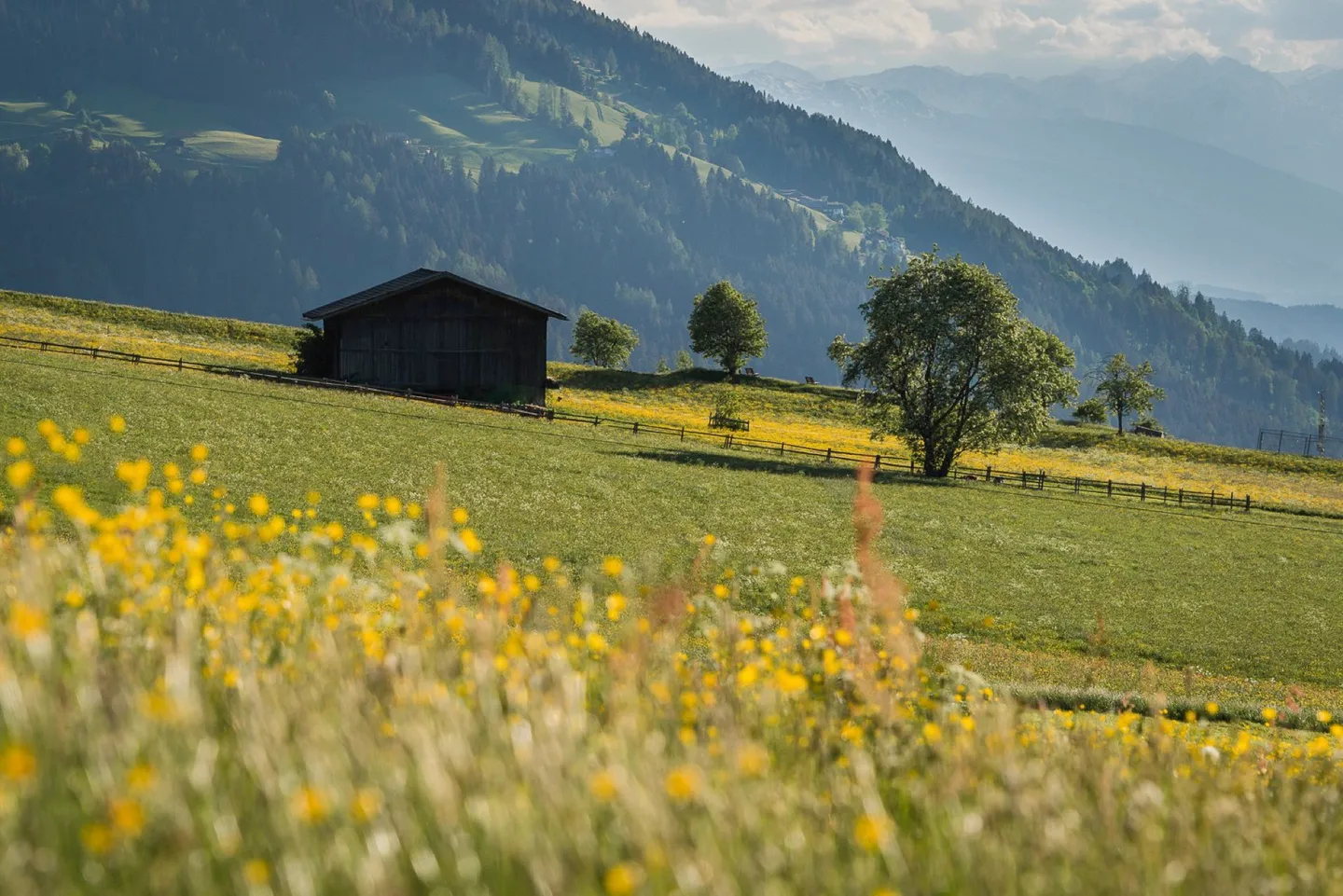 Blumenwiese mit einer Hütte und Bergen