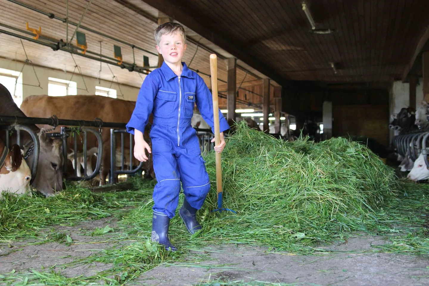 Ein Kind hilft mit frischem Gras im Stall