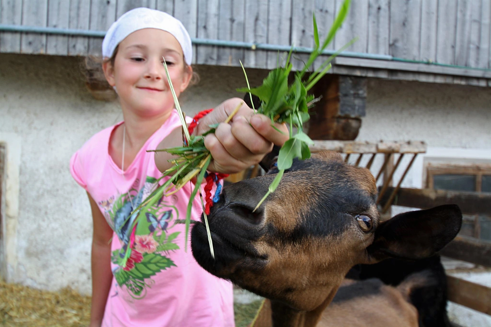 Ein Kind füttert eine Ziege am Sennhof